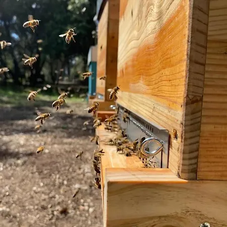 Echappee Vigneronne *