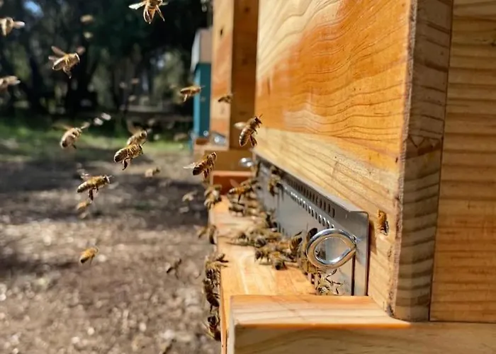 Echappee Vigneronne *